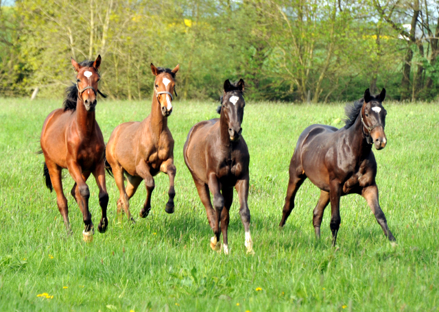 Die Ein- u. Zweijhrigen Hengste - 4. Mai 2015 - Foto Beate Langels - Gestt Hmelschenburg