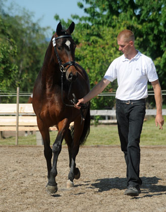 Prmienanwrterin v. Summertime u.d. Sacre Coeur v. Sixtus u.d. Schamar v. Enrico Caruso, Foto: Beate Langels Trakehner Gestt Hmelschenburg