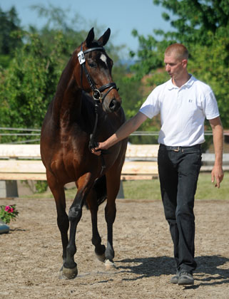 Prmienanwrterin v. Summertime u.d. Sacre Coeur v. Sixtus u.d. Schamar v. Enrico Caruso, Foto: Beate Langels Trakehner Gestt Hmelschenburg