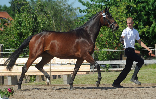 Prmienanwrterin v. Summertime u.d. Sacre Coeur v. Sixtus u.d. Schamar v. Enrico Caruso, Foto: Beate Langels Trakehner Gestt Hmelschenburg