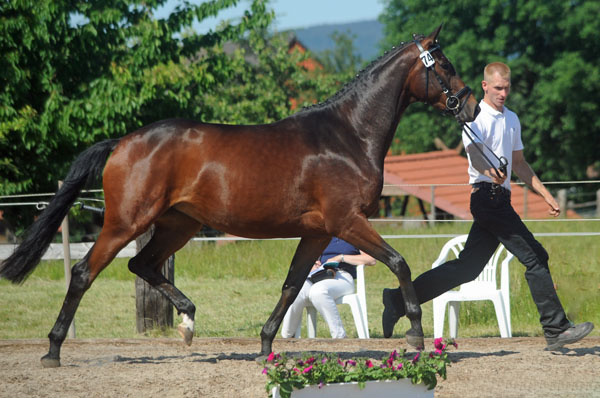 Prmienanwrterin v. Summertime u.d. Sacre Coeur v. Sixtus u.d. Schamar v. Enrico Caruso, Foto: Beate Langels Trakehner Gestt Hmelschenburg