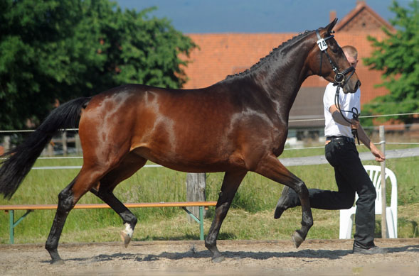 Prmienanwrterin v. Summertime u.d. Sacre Coeur v. Sixtus u.d. Schamar v. Enrico Caruso, Foto: Beate Langels Trakehner Gestt Hmelschenburg