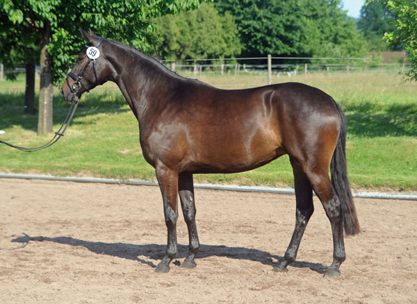 Prmienanwrterin: Kaiserspiel von Exclusiv u.d. Kaiserzeit v. Summertime - Foto: Beate Langels - Trakehner Gestt Hmelschenburg