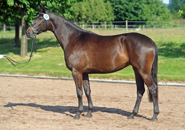 Prmienanwrterin: Kaiserspiel von Exclusiv u.d. Kaiserzeit v. Summertime - Foto: Beate Langels - Trakehner Gestt Hmelschenburg