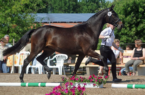 Prmienanwrterin: Kaiserspiel von Exclusiv u.d. Kaiserzeit v. Summertime - Foto: Beate Langels - Trakehner Gestt Hmelschenburg