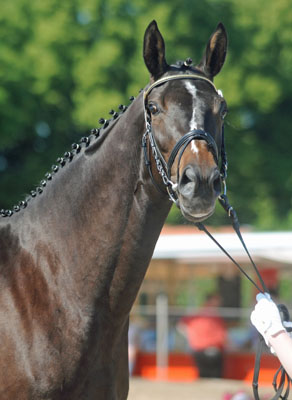 Prmienanwrterin: Kaiserspiel von Exclusiv u.d. Kaiserzeit v. Summertime - Foto: Beate Langels - Trakehner Gestt Hmelschenburg