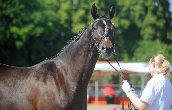 Prmienanwrterin: Kaiserspiel von Exclusiv u.d. Kaiserzeit v. Summertime - Foto: Beate Langels - Trakehner Gestt Hmelschenburg