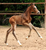  Stutfohlen von Saint Cyr u.d. Pr. u. StPrSt. Tavolara v. Exclusiv