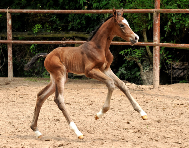 Trakehner Filly by Saint Cyr out of Premiummare Tavolara by Exclusiv - Trakehner Gestt Hmelschenburg Beate Langels