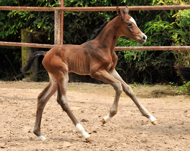 Trakehner Filly by Saint Cyr out of Premiummare Tavolara by Exclusiv - Trakehner Gestt Hmelschenburg Beate Langels