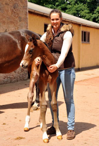 Trakehner Filly by Saint Cyr out of Premiummare Tavolara by Exclusiv - Trakehner Gestt Hmelschenburg Beate Langels