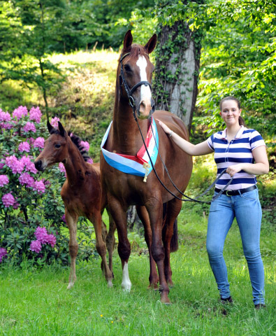 Klassic Touch - Stutfohlen von Oliver Twist u.d. Pr. u. StPrSt. Klassic v. Freudenfest u.d. Elitestute Kassuben v. Enrico Caruso - Gestt Hmelschenburg - Beate Langels