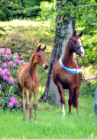 Klassic Touch - Filly by Oliver Twist out of Pr. a. StPrSt. Klassic by Freudenfest u.d. Elitestute Kassuben v. Enrico Caruso - Gestt Hmelschenburg - Beate Langels