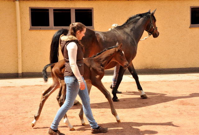 Trakehner Filly by Saint Cyr out of Premiummare Tavolara by Exclusiv- Trakehner Gestt Hmelschenburg Beate Langels