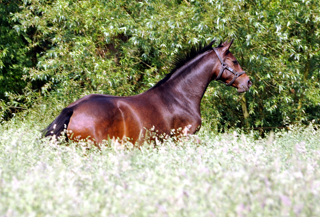 Schwalbendiva v. Totilas x Summertime - Foto: Beate Langels -
Trakehner Gestüt Hämelschenburg