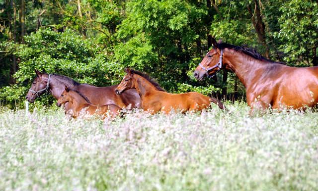 Hämelschenburger Stuten und Fohlen in den Emmerauen - Foto: Beate Langels -
Trakehner Gestüt Hämelschenburg