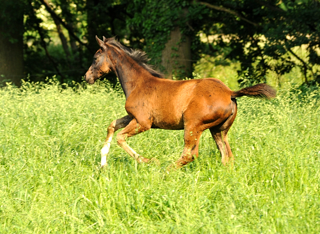 Stutfohlen von De Niro u.d. Schwalbendiva v. Totilas - Foto: Beate Langels -
Trakehner Gestüt Hämelschenburg