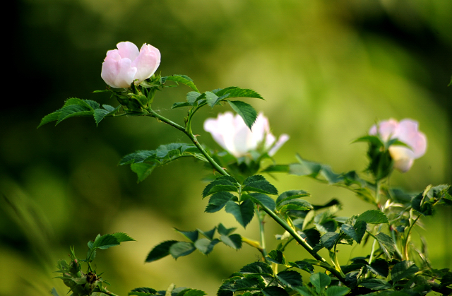 in den Emmerauen - Foto: Beate Langels -
Trakehner Gestüt Hämelschenburg