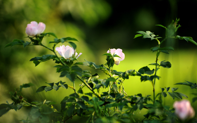 in den Emmerauen - Foto: Beate Langels -
Trakehner Gestüt Hämelschenburg