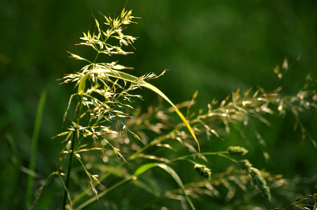 in den Emmerauen - Foto: Beate Langels -
Trakehner Gestüt Hämelschenburg