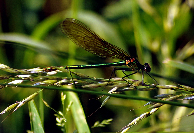 In den Emmerauen - Foto: Beate Langels -
Trakehner Gestüt Hämelschenburg