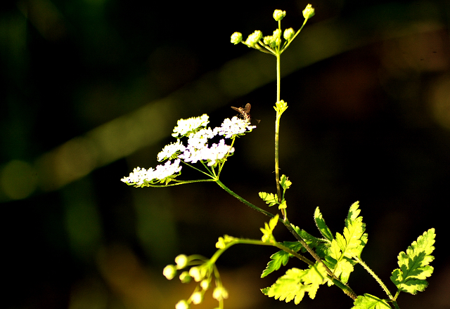 Foto: Beate Langels -
Trakehner Gestüt Hämelschenburg