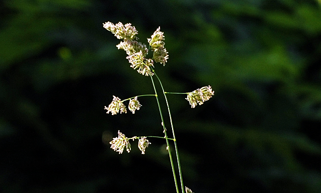 Foto: Beate Langels -
Trakehner Gestüt Hämelschenburg