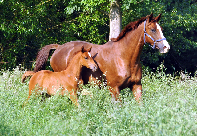 Klassic mit Stutfohlen von Touch my Heart - Foto: Beate Langels -  
Trakehner Gestt Hmelschenburg