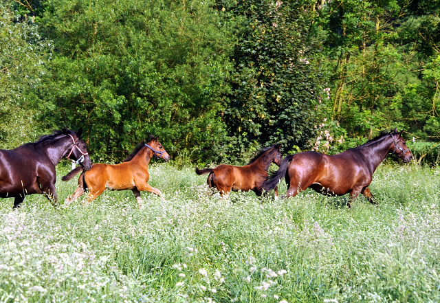 Hämelschenburger Stuten und Fohlen in den Emmerauen - Foto: Beate Langels -
Trakehner Gestüt Hämelschenburg