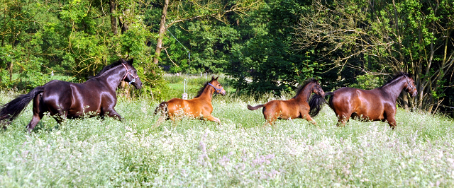 Hämelschenburger Stuten und Fohlen in den Emmerauen - Foto: Beate Langels -
Trakehner Gestüt Hämelschenburg