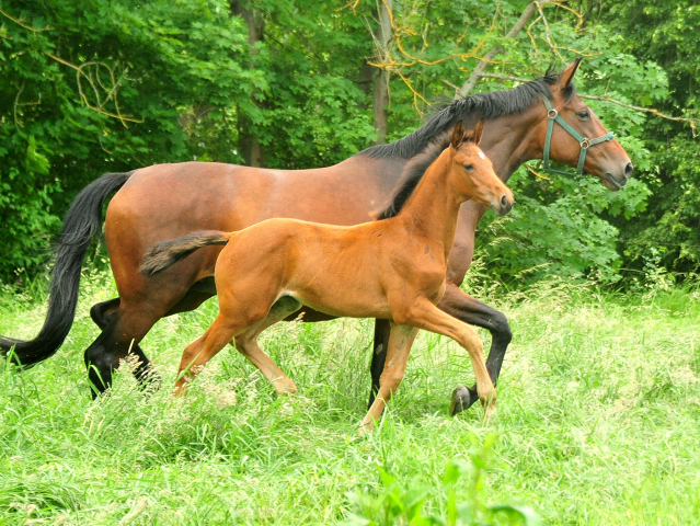 Stutfohlen von High Motion u.d. Schwalbenlicht v. Imperio - Trakehner Gestt Hmelschenburg - Beate Langels