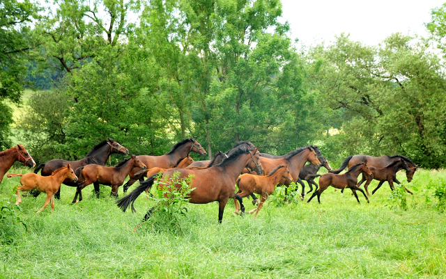 Die Hmelschenburger Stuten und Fohlen am 4. Juni 2017 - Trakehner Gestt Hmelschenburg - Foto: Beate Langels