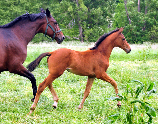 Stutfohlen von High Motion u.d. Schwalbenlicht v. Imperio - Trakehner Gestt Hmelschenburg - Beate Langels