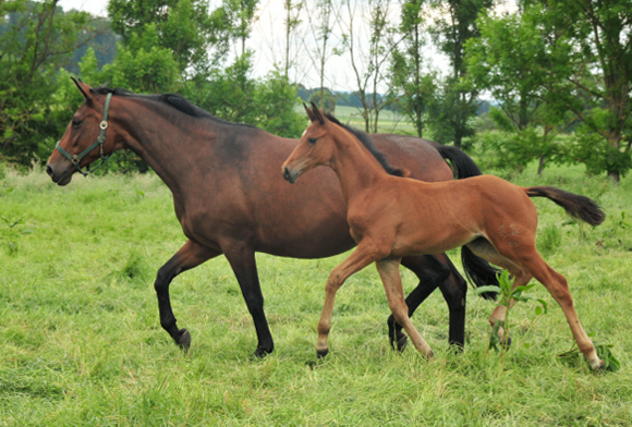 Schwalbe's Ass von High Motion u.d. Schwalbenlicht v. Imperio - Trakehner Gestt Hmelschenburg - Beate Langels