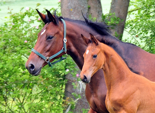 Schwalbe's Ass von High Motion u.d. Schwalbenlicht v. Imperio - Trakehner Gestt Hmelschenburg - Beate Langels