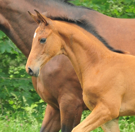 Stutfohlen von High Motion u.d. Schwalbenlicht v. Imperio - Trakehner Gestt Hmelschenburg - Beate Langels