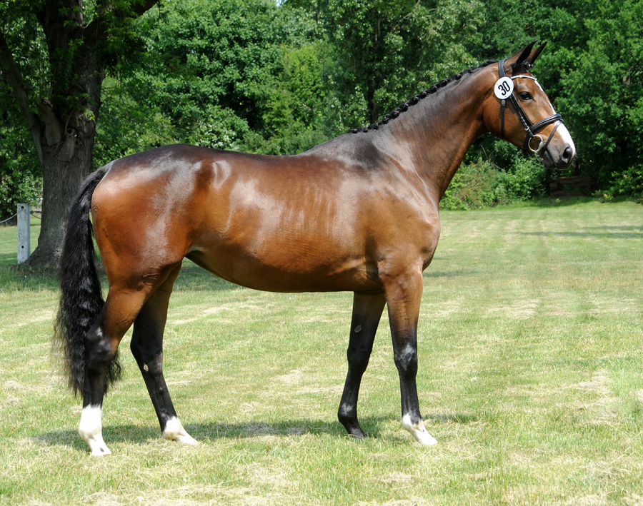 Taluna - Trakehner Prmienstute von Alter Fritz u.d. Pr.u.StPrSt. Tacyra v. Saint Cyr - Foto: Beate Langels - Trakehner Gestt Hmelschenburg