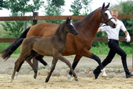 Fohlenmusterung am 4.7.2009 im Trakehner Gestüt Schplitz