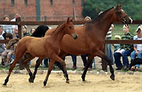 Fohlenmusterung am 4.7.2009 im Trakehner Gestüt Schplitz