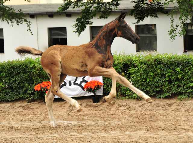 Trakehner Stutfohlen von Zauberdeyk u.d. Pr.A. Gabbana v. High Motion - Alter Fritz  - Gestt Hmelschenburg - Beate Langels