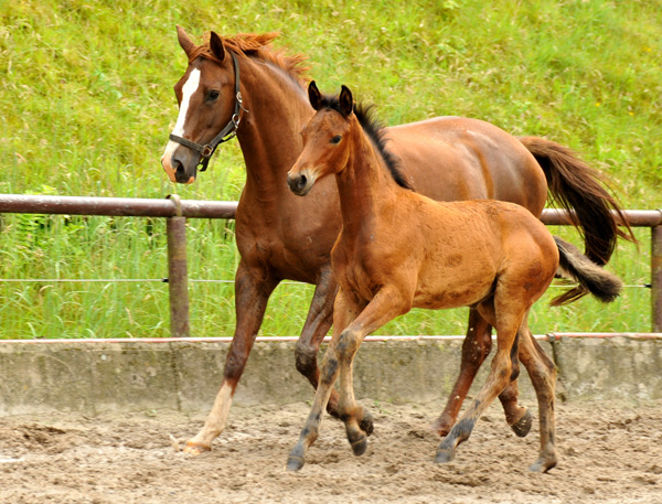 Klassic Touch - Stutfohlen von Oliver Twist u.d. Pr. u. StPrSt. Klassic v. Freudenfest u.d. Elitestute Kassuben v. Enrico Caruso - Gestt Hmelschenburg - Beate Langels