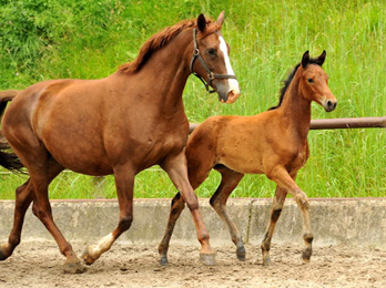 Klassic Touch - Stutfohlen von Oliver Twist u.d. Pr. u. StPrSt. Klassic v. Freudenfest u.d. Elitestute Kassuben v. Enrico Caruso - Gestt Hmelschenburg - Beate Langels