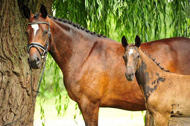 Trakehner Stutfohlen von Zauberdeyk u.d. Pr.A. Gabbana v. High Motion - Alter Fritz  - Gestt Hmelschenburg - Beate Langels