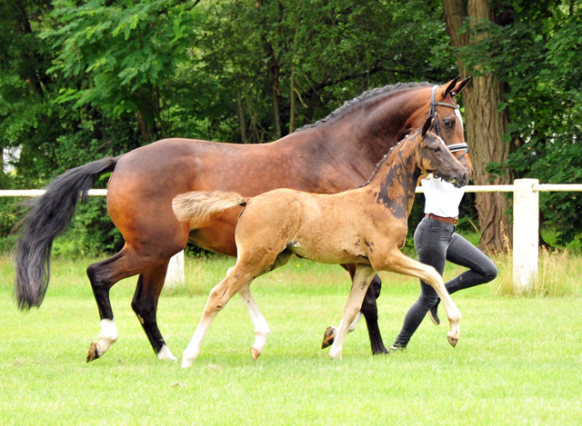 Trakehner Stutfohlen von Zauberdeyk u.d. Pr.St. Gabbana v. High Motion - Alter Fritz  - Gestt Hmelschenburg - Beate Langels