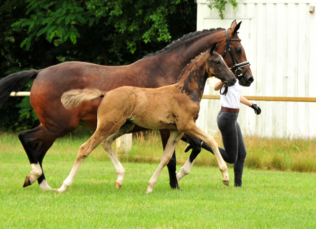 Trakehner Stutfohlen von Zauberdeyk u.d. Pr.St. Gabbana v. High Motion - Alter Fritz  - Gestt Hmelschenburg - Beate Langels