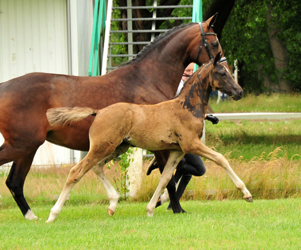 Trakehner Stutfohlen von Zauberdeyk u.d. Pr.A. Gabbana v. High Motion - Alter Fritz  - Gestt Hmelschenburg - Beate Langels