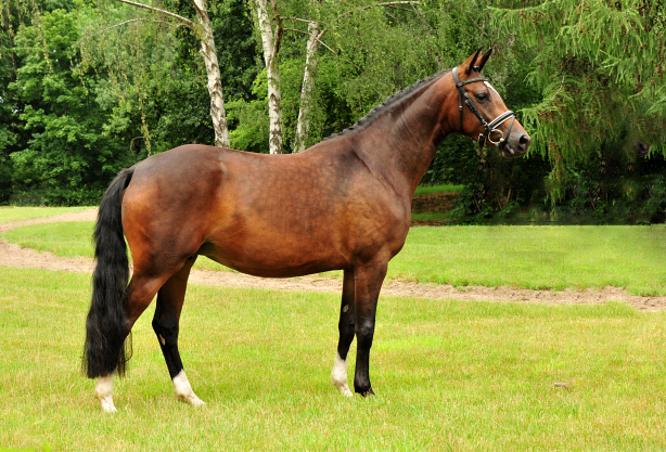 Gabbana von High Motion - Trakehner Gestt Hmelschenburg - Beate Langels