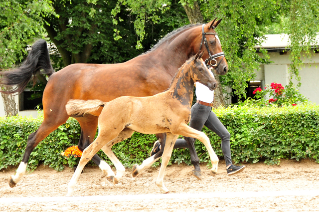 Trakehner Stutfohlen von Zauberdeyk u.d. Pr.St. Gabbana v. High Motion - Alter Fritz  - Gestt Hmelschenburg - Beate Langels