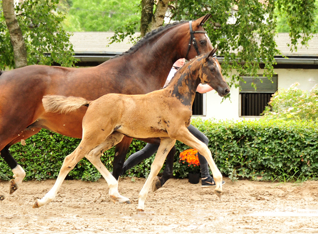 Trakehner Stutfohlen von Zauberdeyk u.d. Pr.A. Gabbana v. High Motion - Alter Fritz  - Gestt Hmelschenburg - Beate Langels