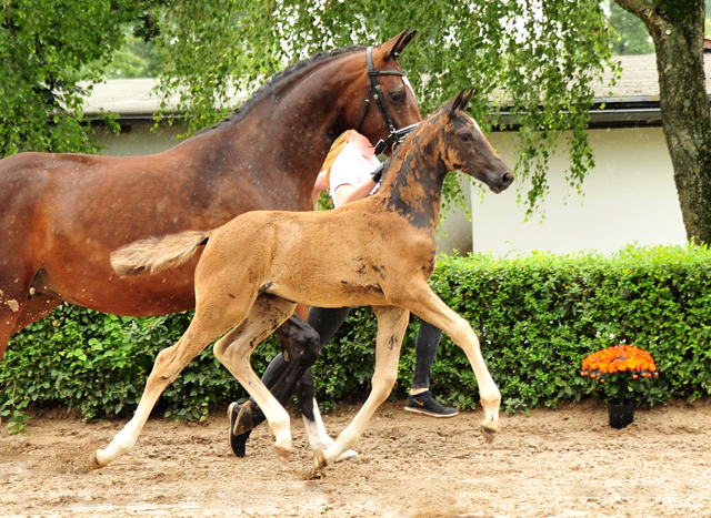 Trakehner Stutfohlen von Zauberdeyk u.d. Pr.A. Gabbana v. High Motion - Alter Fritz  - Gestt Hmelschenburg - Beate Langels